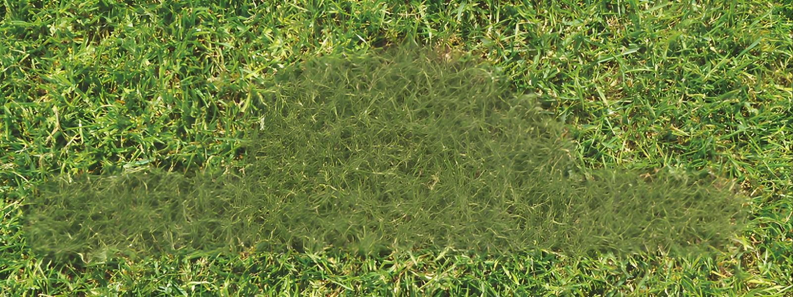 Campi Giurisprudenza